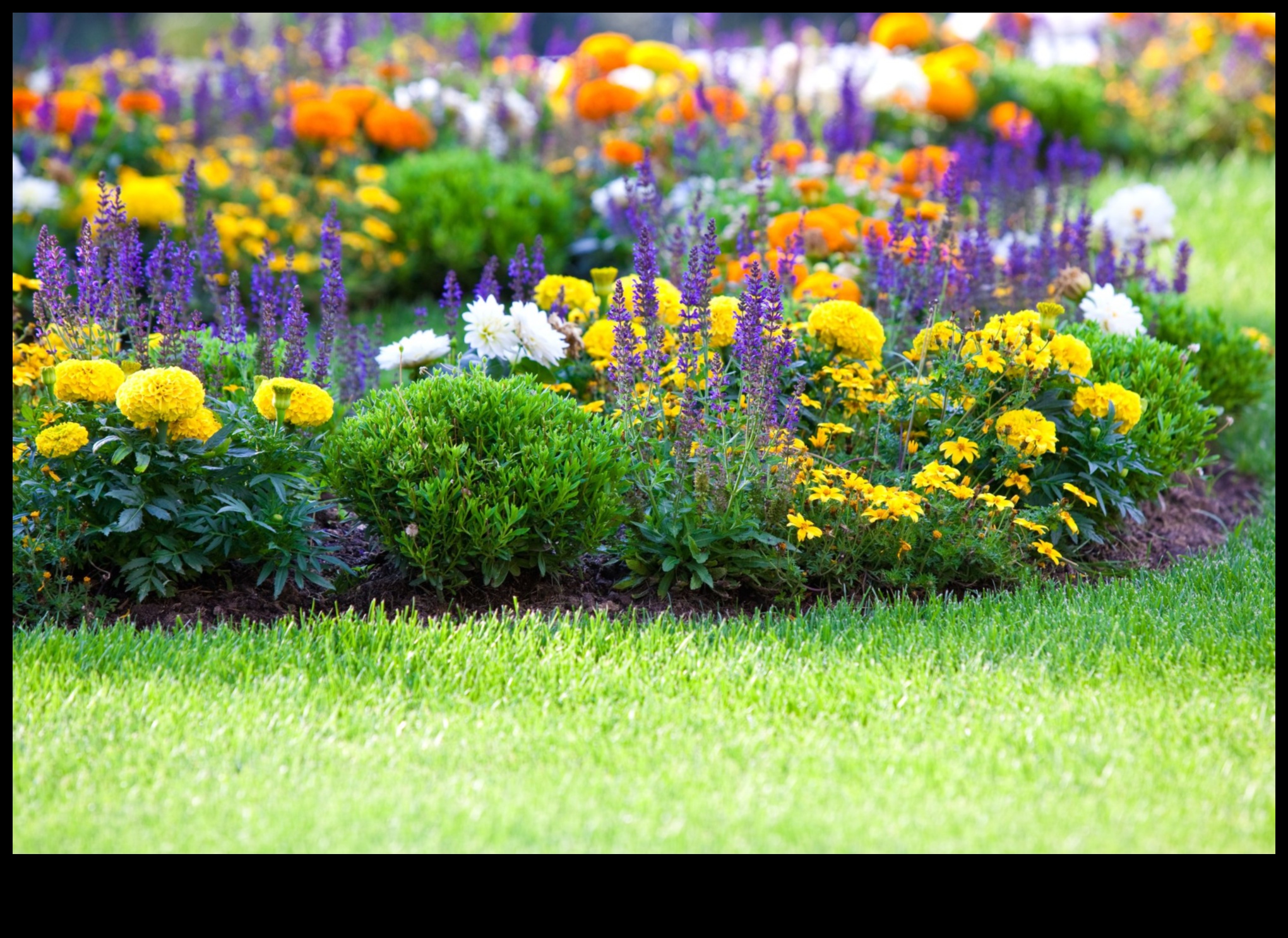 Garden Warriors: Tactici pentru un sanctuar rezistent la dăunători