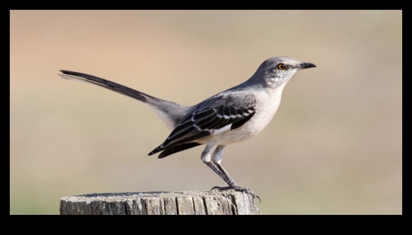 Păsări misterioase care mimează cunoscute pentru uzurparea identității 5 Mimice misterioase: păsări cunoscute pentru uzurparea identității de sunete