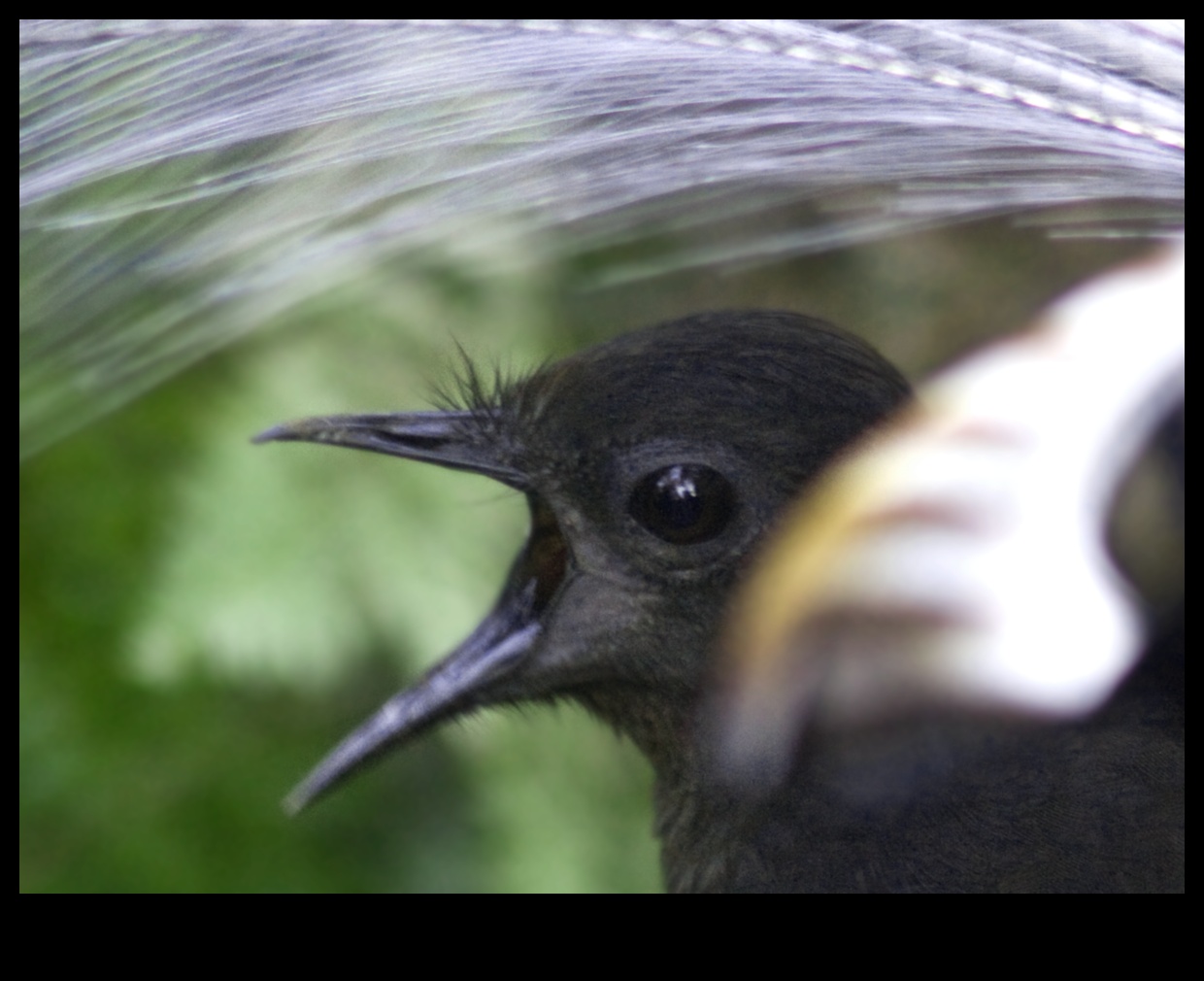 Păsări misterioase imitatoare, cunoscute pentru uzurparea identității de sunete 2 Mimice misterioase: păsări cunoscute pentru uzurparea identității de sunete