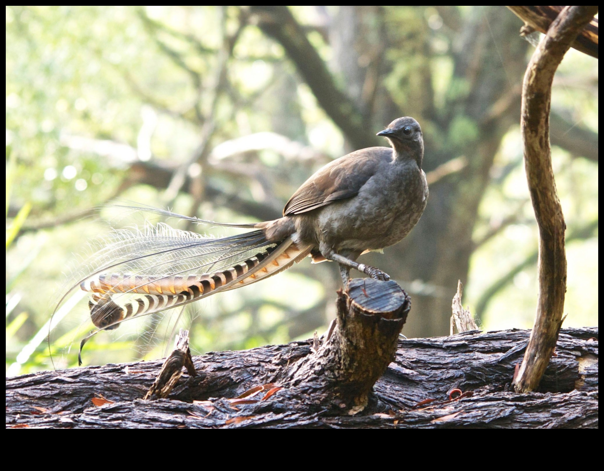Păsări misterioase care mimează cunoscute pentru uzurparea identității 4 Mimice misterioase: păsări cunoscute pentru uzurparea identității de sunete
