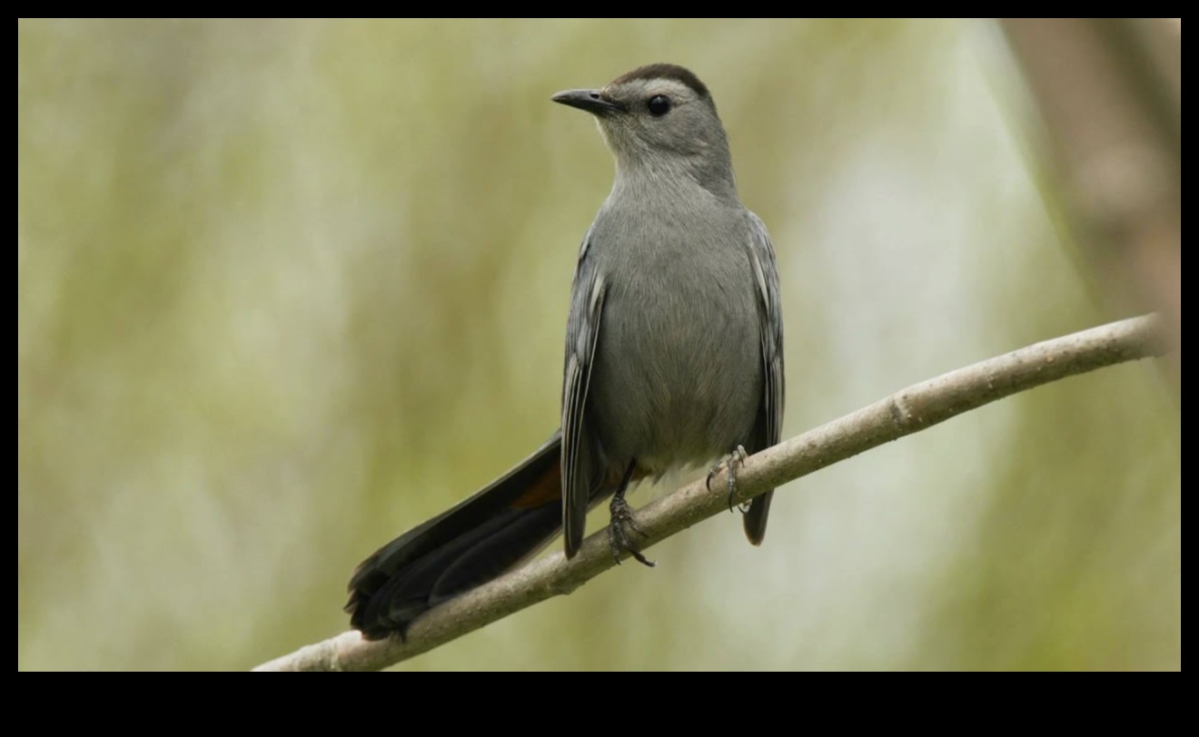 Păsări misterioase imitatoare, cunoscute pentru uzurparea identității de sunete 3 Mimice misterioase: păsări cunoscute pentru uzurparea identității de sunete