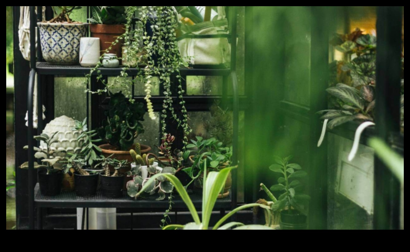 Bucuria grădinilor interioare Cum să aduci buzunare de verdeață în casa ta 2 Verdeață de buzunar: Descoperirea bucuriei grădinilor interioare