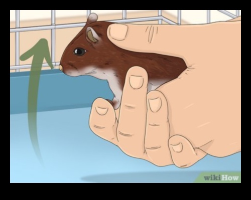 Arta legăturii hamsterilor: întărirea conexiunilor cu animalul dvs. de companie