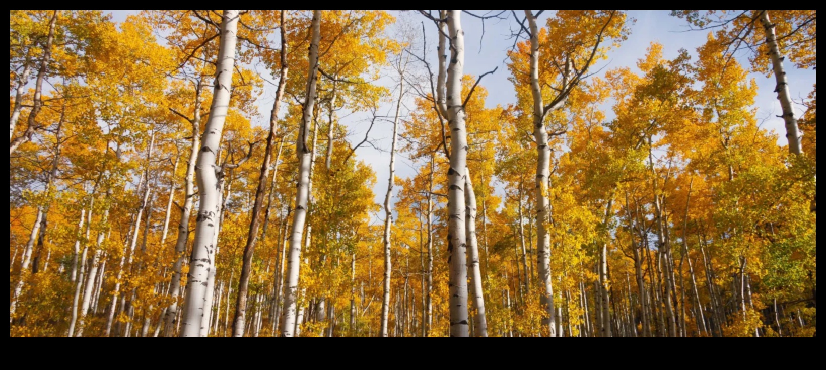 Frumusețea în continuă schimbare a Horticulturii Simfonice sezoniere 2 Simfonia sezonieră: frumusețea în continuă schimbare a horticulturii