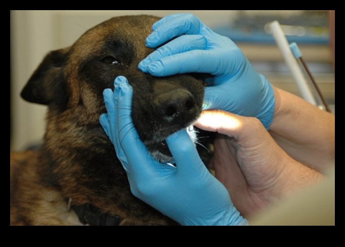 Sănătatea dentară pentru câini Sfaturi pentru un zâmbet fericit 4 Sănătatea dentară pentru câini: sfaturi pentru un zâmbet fericit