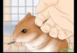 Arta legăturii hamsterilor: întărirea conexiunilor cu animalul dvs. de companie