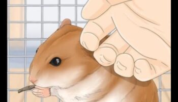 Arta legăturii hamsterilor: întărirea conexiunilor cu animalul dvs. de companie