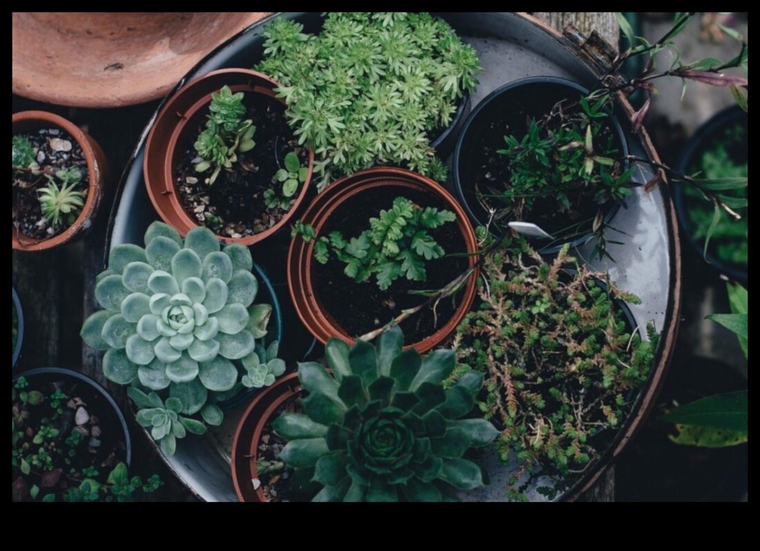 Verdeață de buzunar: Descoperirea bucuriei grădinilor interioare