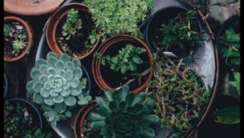 Bucuria grădinilor interioare Cum să aduci buzunare de verdeață în locuinta ta 4 Verdeață de buzunar: Descoperirea bucuriei grădinilor interioare