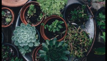 Verdeață de buzunar: Descoperirea bucuriei grădinilor interioare