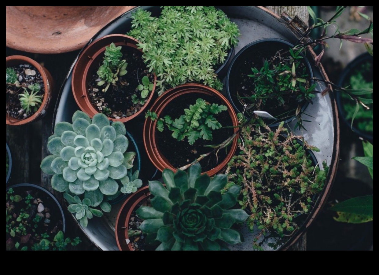 Bucuria grădinilor interioare Cum să aduci buzunare de verdeață în casa ta 1 Verdeață de buzunar: Descoperirea bucuriei grădinilor interioare