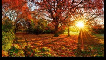 Simfonia sezonieră: frumusețea în continuă schimbare a horticulturii