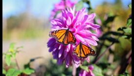 Garden Warriors Cum să crești un trebnic trainic la dăunători 2 Garden Warriors: Tactici pentru un sanctuar rezistent la dăunători