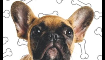 Jurnalele câinelui: ține un jurnal al aventurilor câinelui tău