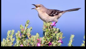 Mimice misterioase: păsări cunoscute pentru uzurparea identității de sunete