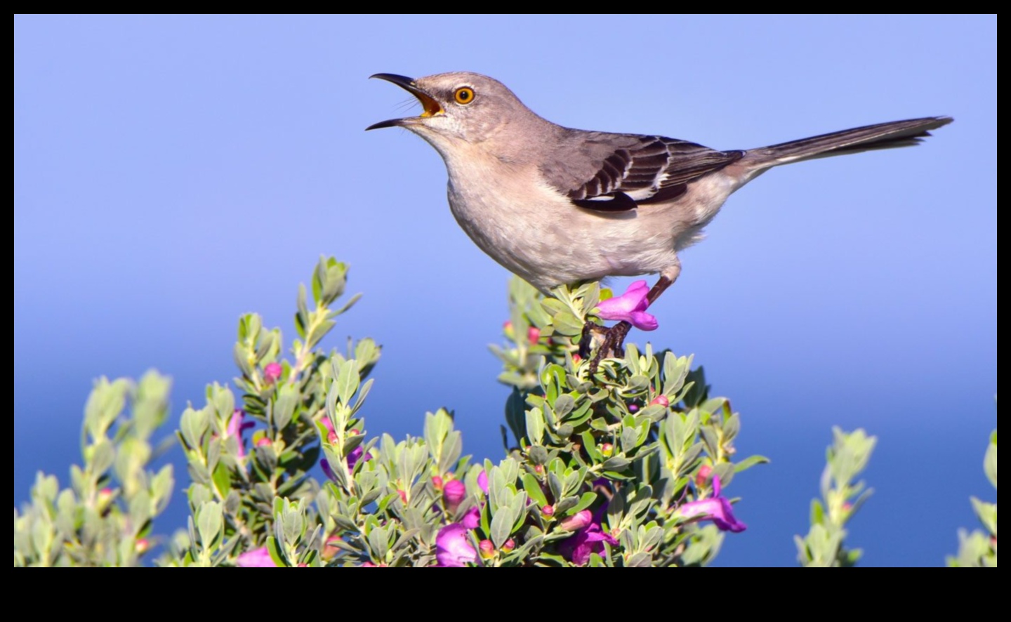 Păsări misterioase imitatoare, cunoscute pentru uzurparea identității de sunete 1 Mimice misterioase: păsări cunoscute pentru uzurparea identității de sunete
