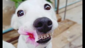 Sănătatea dentară pentru câini: sfaturi pentru un zâmbet fericit