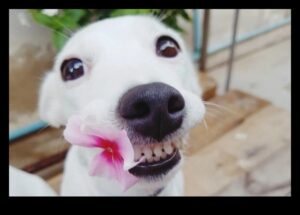 Sănătatea dentară pentru câini: sfaturi pentru un zâmbet fericit