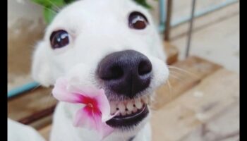 Sănătatea dentară pentru câini: sfaturi pentru un zâmbet fericit