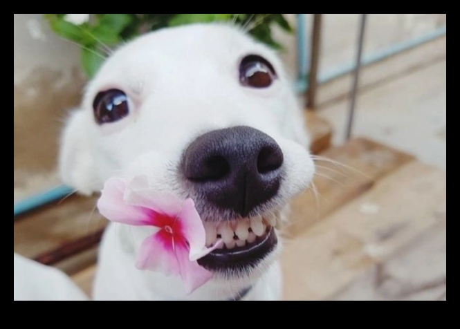 Sănătatea dentară pentru câini Sfaturi pentru un zâmbet fericit 2 Sănătatea dentară pentru câini: sfaturi pentru un zâmbet fericit