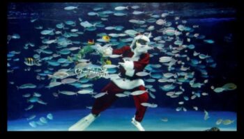 Sărbătorile cu acvariu au continuat: găzduiesc sărbători subacvatice