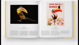 Minuni înaripate: accesorizarea păsării tale de companie pentru farmec